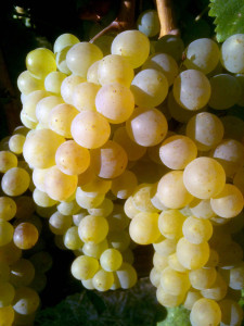 Suisun Valley Grapes