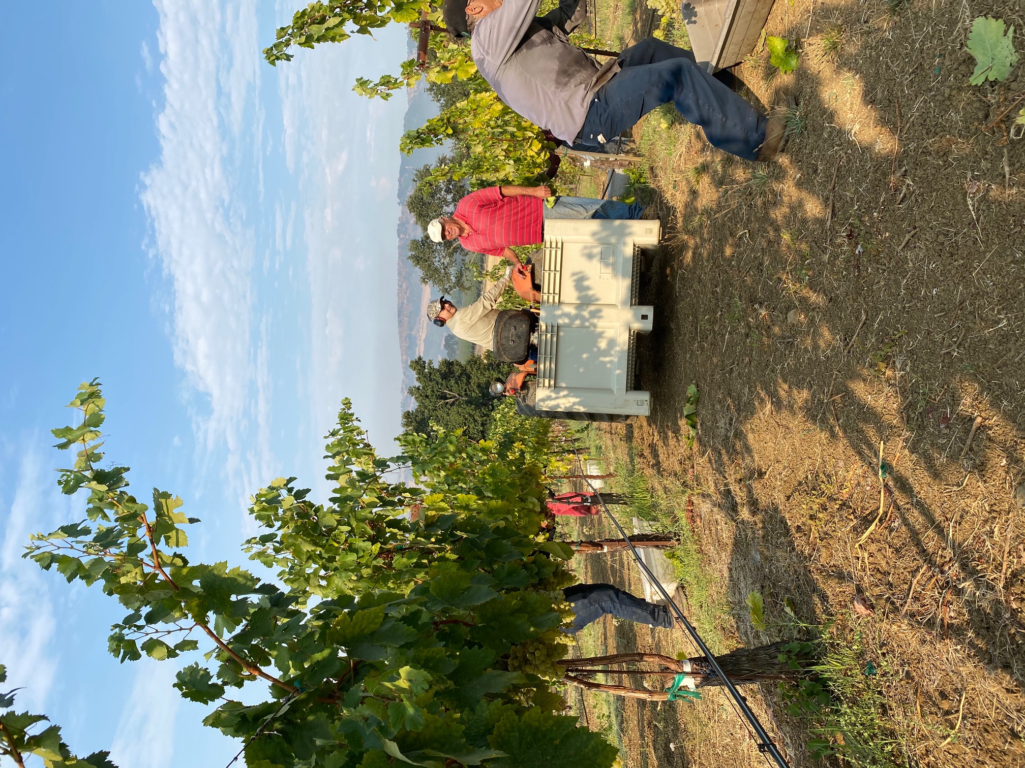 2020 Assrytiko harvest